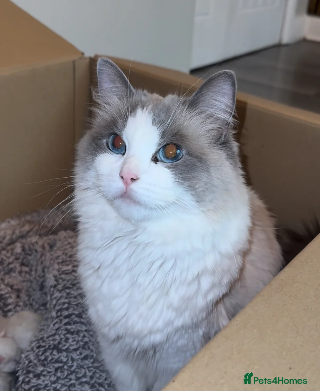 Ragdoll cats for sale: 4 male ragdolls  - Advert 2