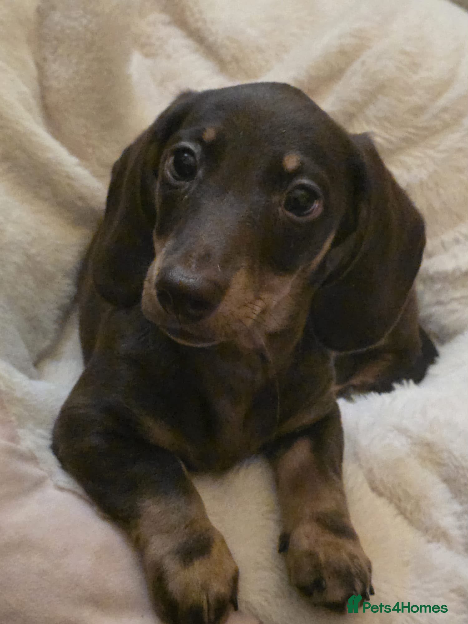 Miniature Dachshund dogs RKC CHOC AND CREAM MINI BOY - Advert 1