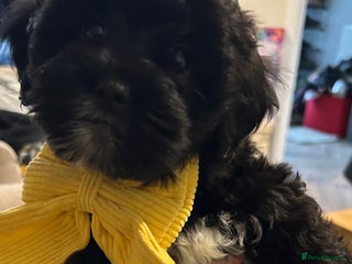 Lhasapoo dogs Lhasapoo LAST BALL OF FLUFF TO GO . HES ALL ALONE - Advert 2