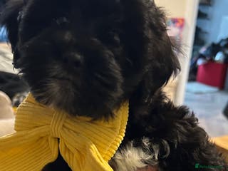 Lhasapoo dogs Lhasa apsoXtoy poodle. VIEWINGS AVAILABLE TODAY - Advert 15