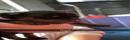 Rottweiler dogs for sale: Rottweiler puppies  in Nottingham - Advert 10