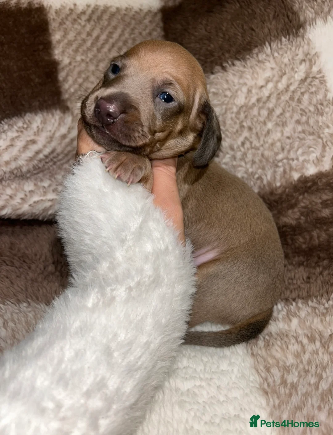 Miniature Dachshund dogs for sale: Tiny Kaninchen dachshunds  - Advert 16