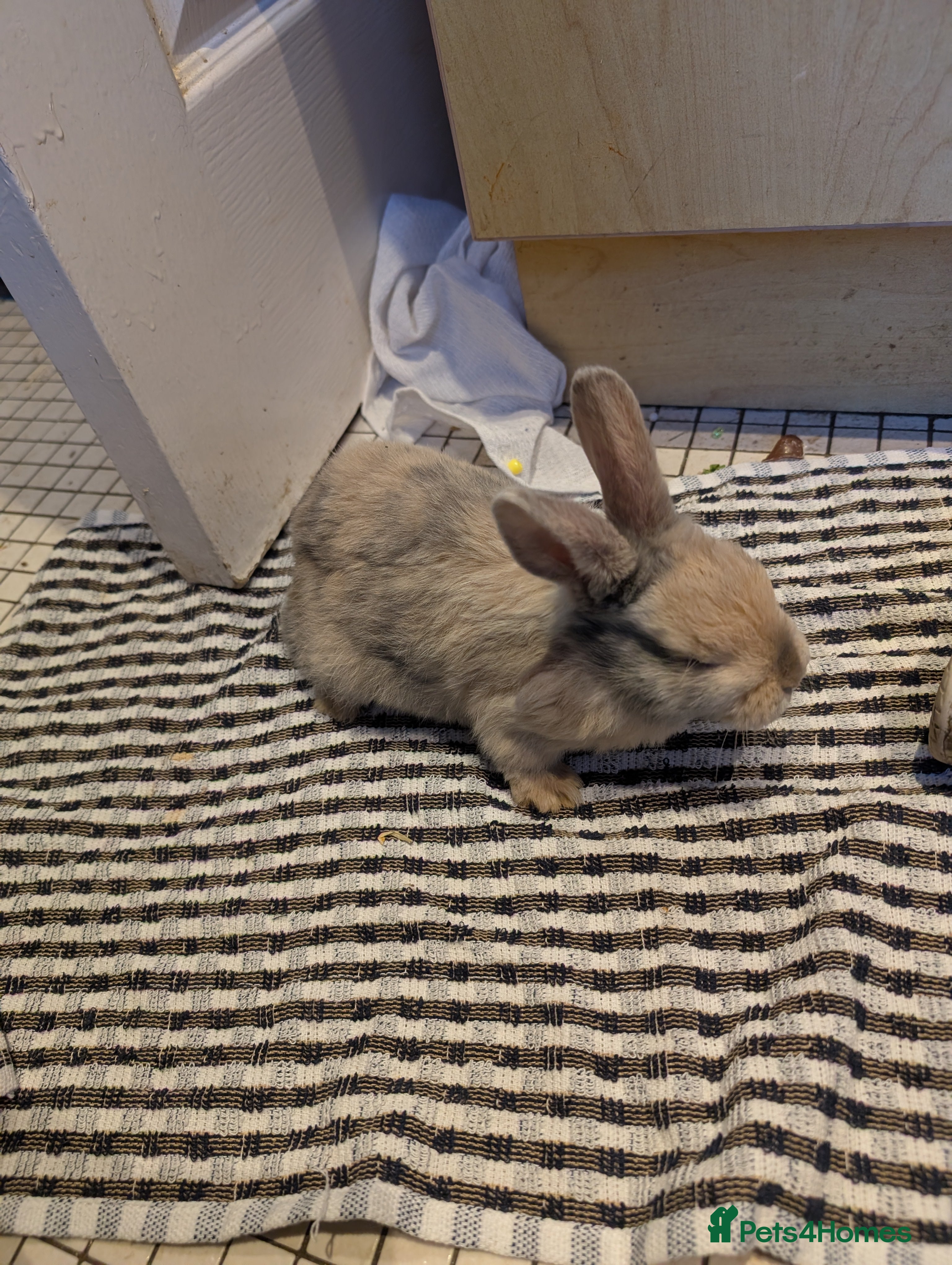 Dutch rabbits Dutch and minilop crosses available  - Advert 15