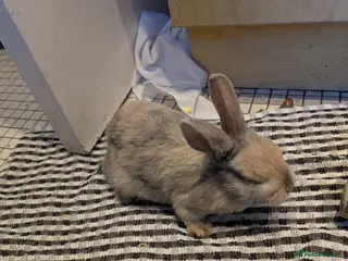 Dutch rabbits Dutch and minilop crosses available - Advert 3