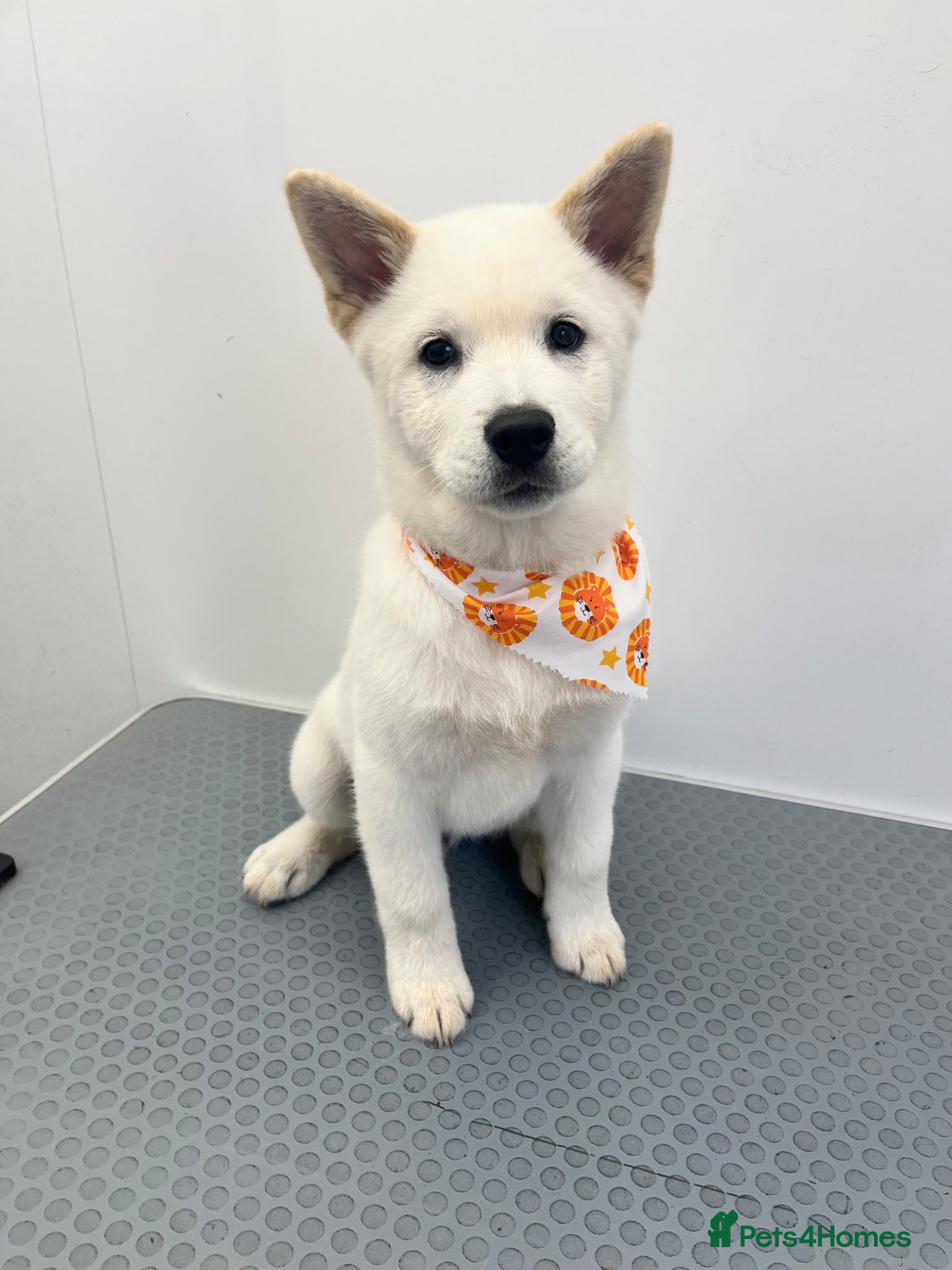 Mixed Breed dogs Rolo is a 6 month old chowski - Advert 1