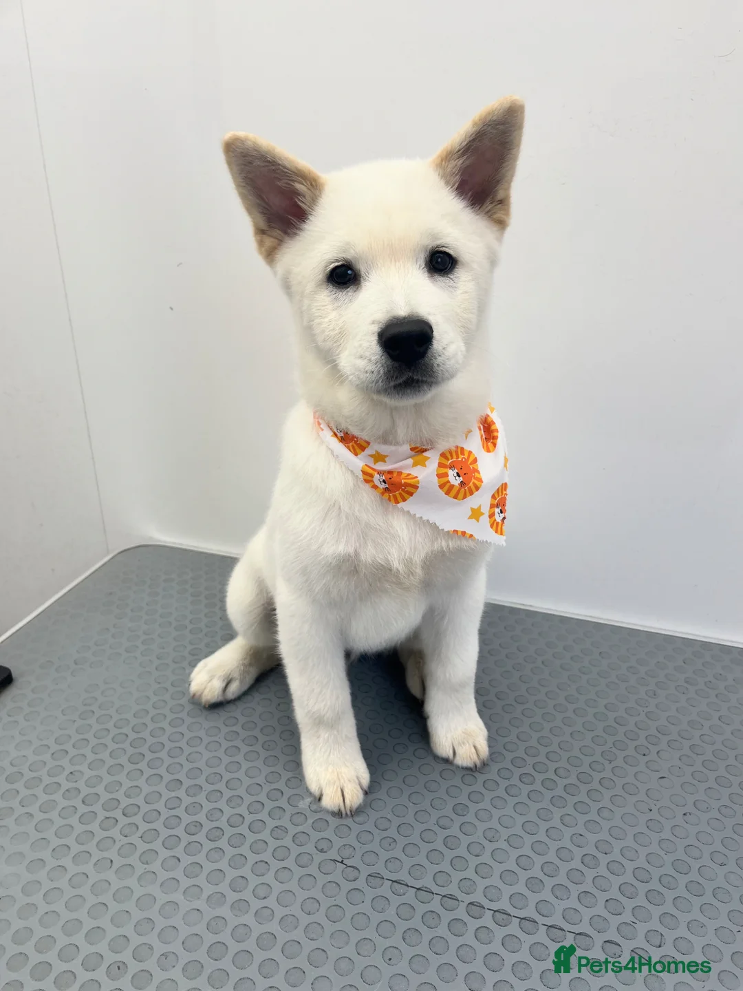Mixed Breed dogs for sale: Rolo is a 6 month old chowski - Advert 1