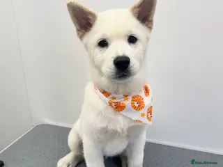 Mixed Breed dogs Rolo is a 6 month old chowski - Advert 4