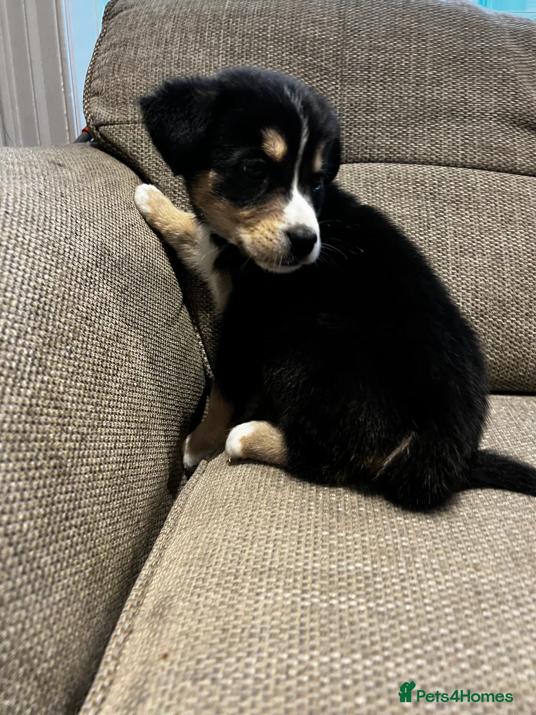 Mixed Breed dogs for sale: Bernese X Huskydor Pups - Advert 15