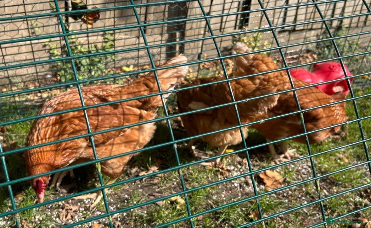 Chickens poultry Three hybrid hens - Advert 1