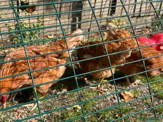 Chickens poultry Three hybrid hens - Advert 10