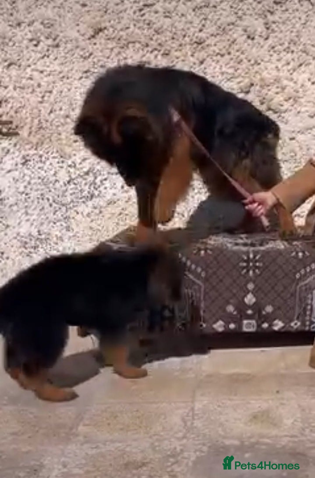 German Shepherd dogs for sale: 🐾🖤 Beautiful German Shepherd Pups for Sale 🐶✨ - Image 7