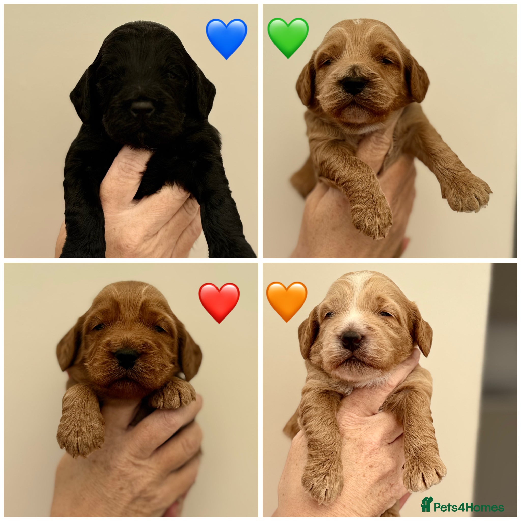 Cockapoo dogs F1 show line cockapoo puppies - Advert 13