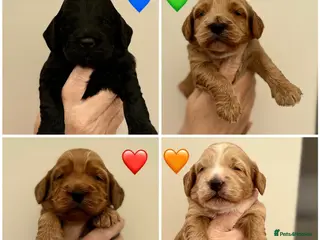 Cockapoo dogs F1 show line cockapoo puppies - Advert 13