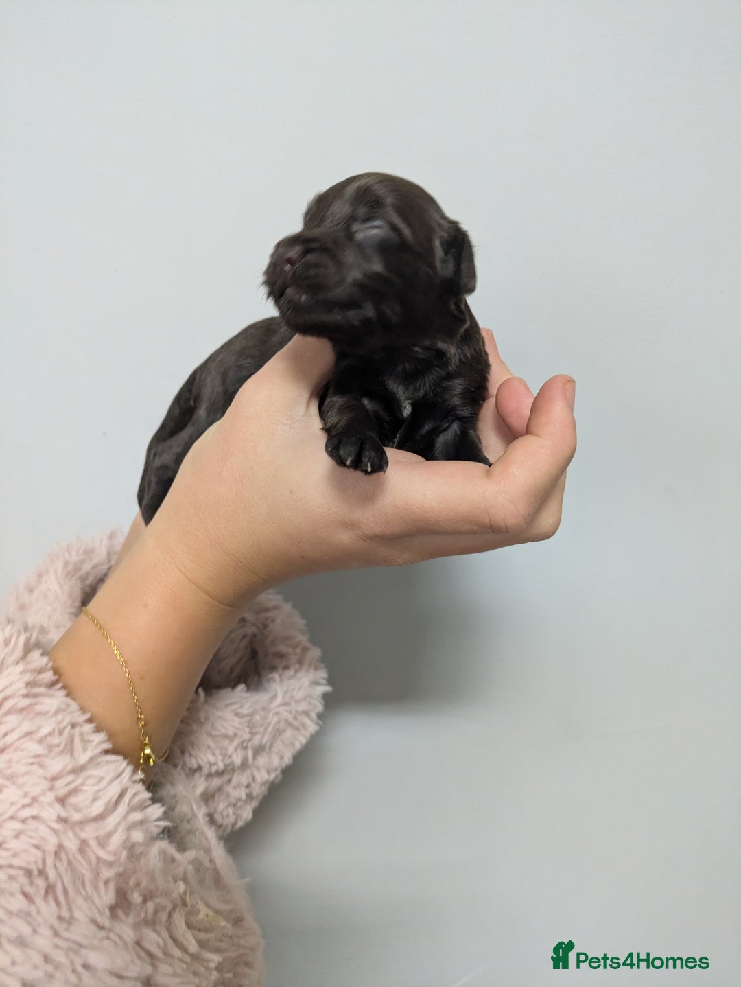 Cockapoo dogs for sale: STUNNING F1 COCKAPOO PUPPIES 2 FEMALES LEFT - Advert 9