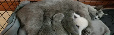 British Shorthair Kitten 2