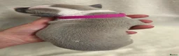 Whippet dogs for sale: Beautiful whippet puppies  - Advert 24