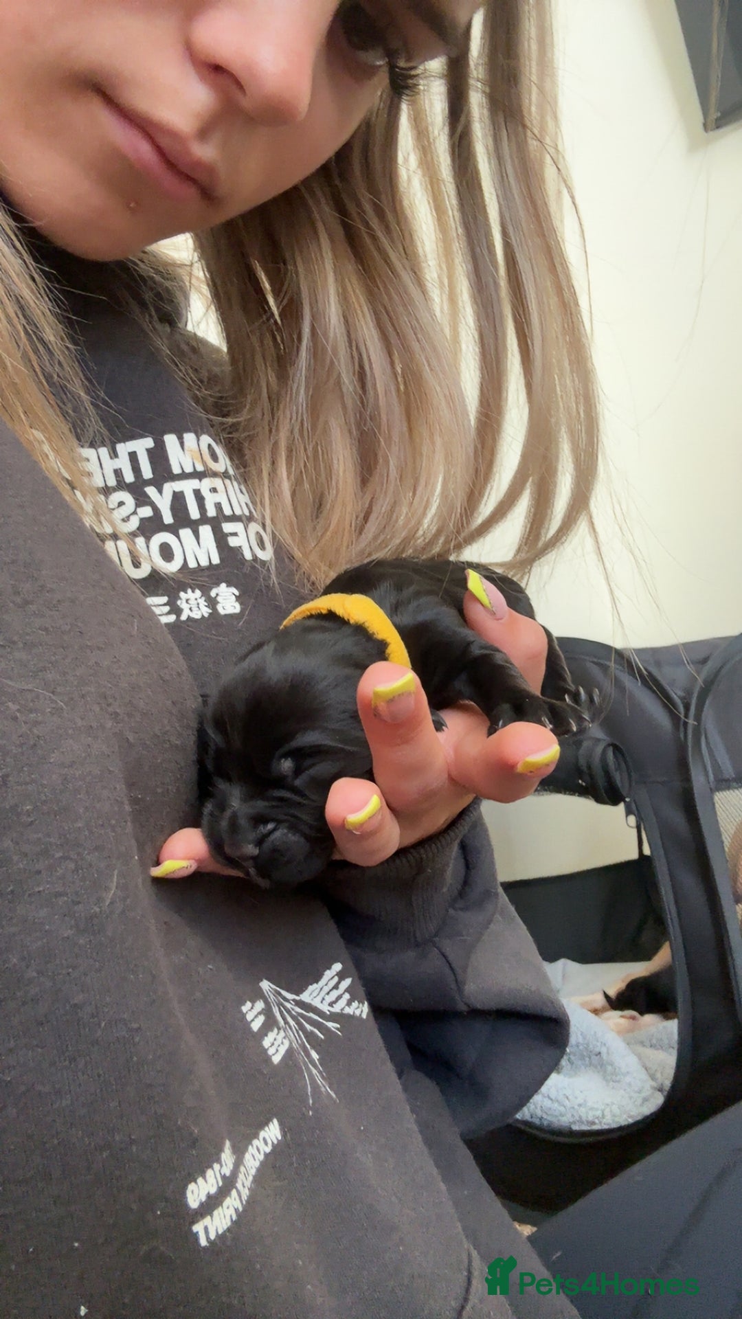 Cocker Spaniel dogs for sale: Cocker spaniel puppies for sale  - Image 25