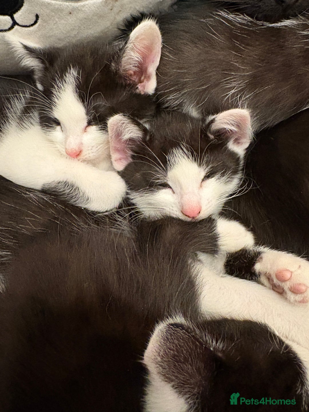 Mixed Breed cats for sale: Mixed kittens  - Image 25