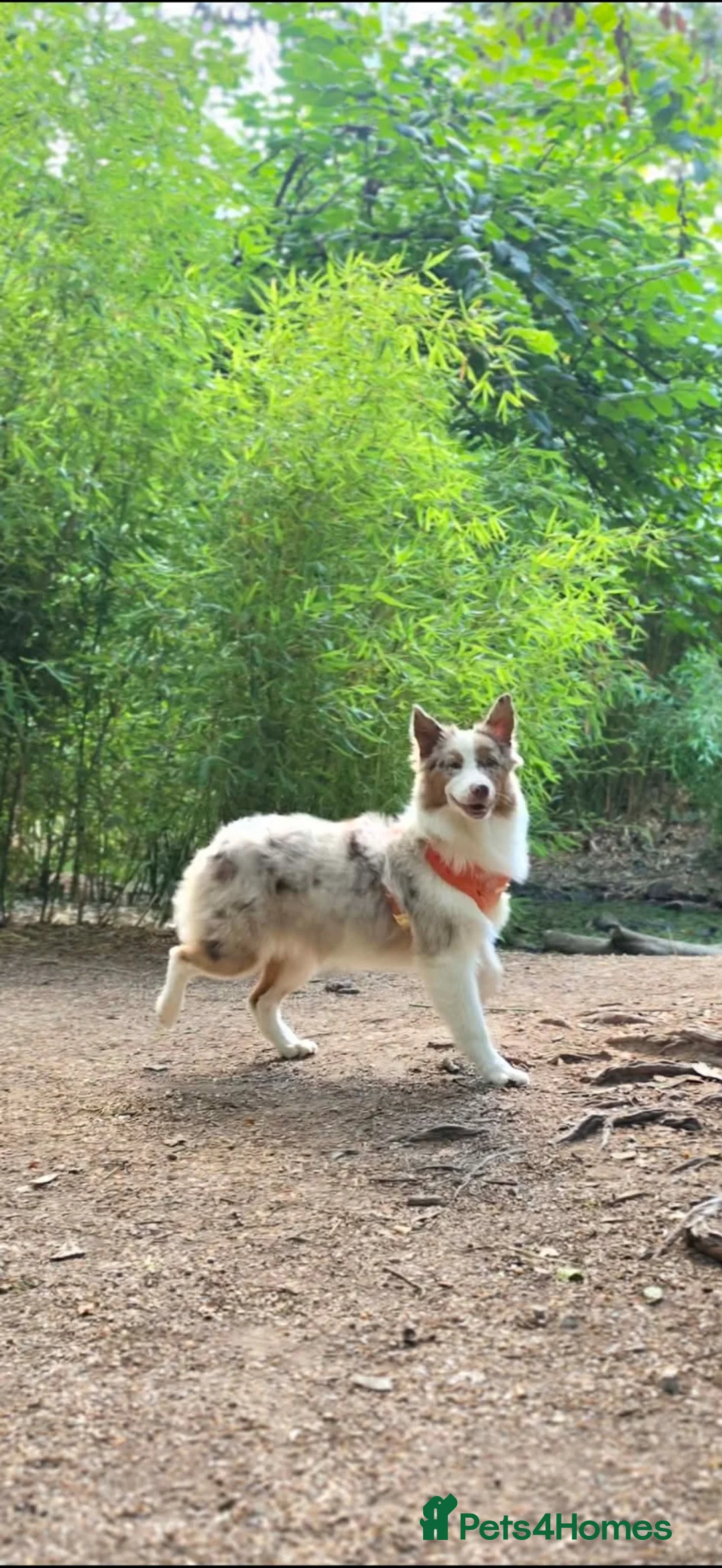 Australian Shepherd dogs for sale: Australian shepherd female red merle kc - Advert 1