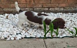English Springer Spaniel dogs for sale: 🐾Beautiful KC Registered ES Spaniel Puppies🐾 - Image 25