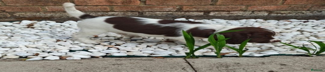 English Springer Spaniel Puppy 4
