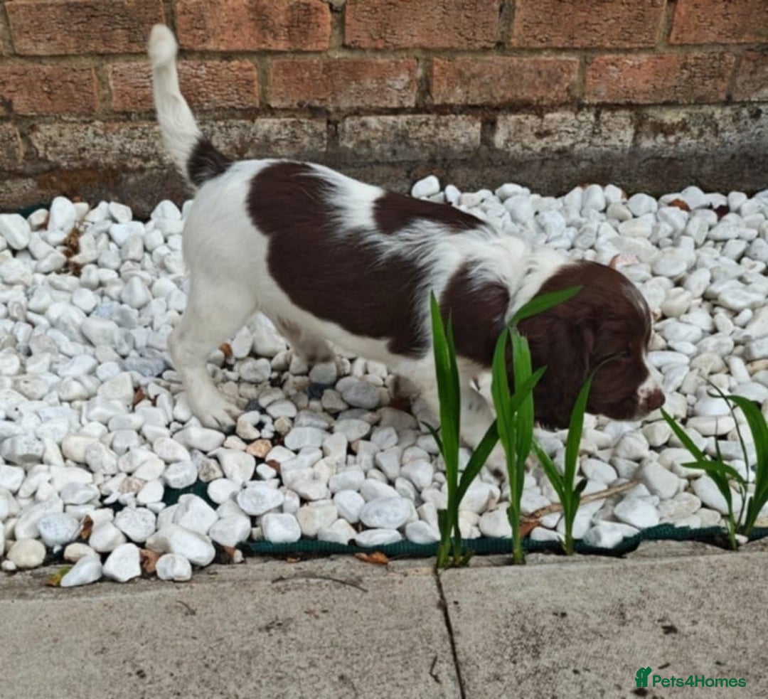 English Springer Spaniel dogs for sale: 🐾Beautiful KC Registered ES Spaniel Puppies🐾 - Image 25