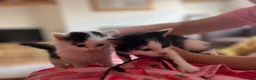 Russian Blue cats for sale: 2 x Black and white female russian blue kittens in Taunton - Advert 6
