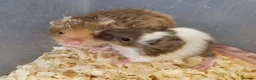 Mouse rodents for sale: Selection of Fancy mice - Advert 5