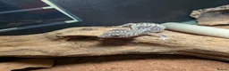Leopard Gecko reptiles for sale: Leopard Gecko - Advert 5