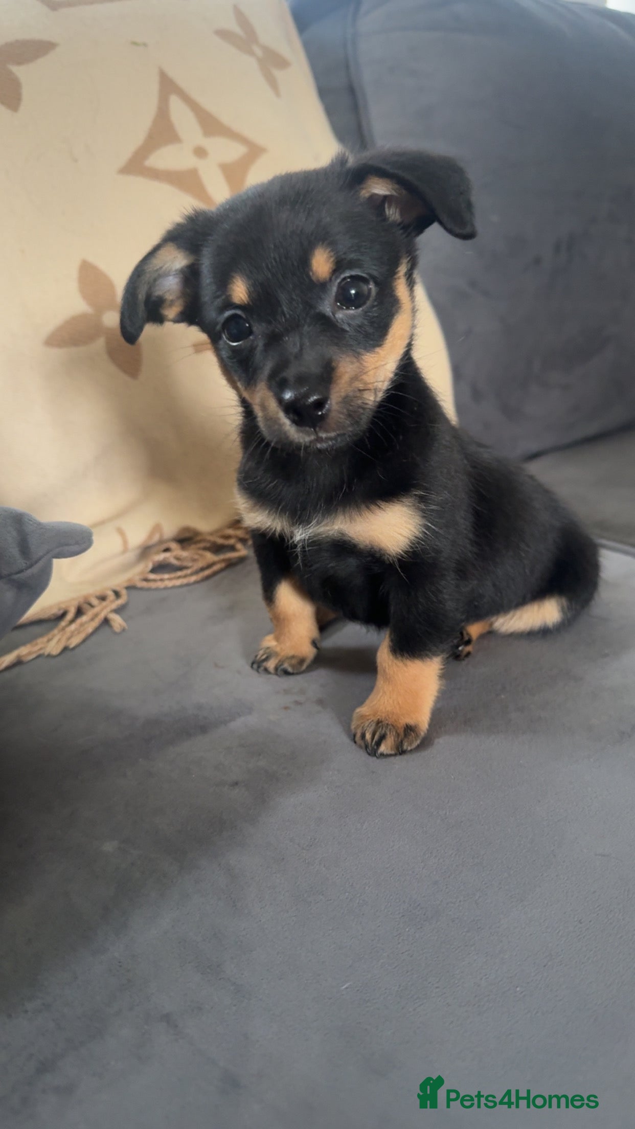 Mixed Breed dogs Dameranians  - Advert 14