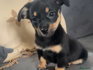 Mixed Breed dogs Dameranians - Advert 14