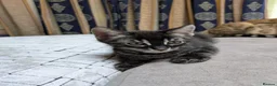 Mixed Breed cats for sale: Bengal mixed kittens - Advert 26