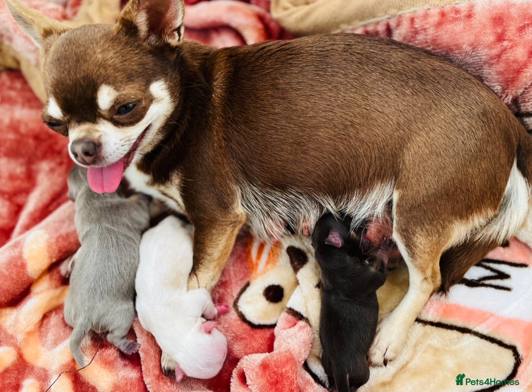 Chihuahua dogs for sale: KC REGISTERED CREAM CHIHUAHUA BOY - Advert 3