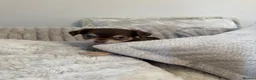 Chihuahua dogs for sale: Gorgeous chocolate tri chihuahua puppy boy - Advert 7