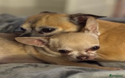 Chihuahua dogs for sale: Chihuahua puppies 8 weeks old  - Image 11