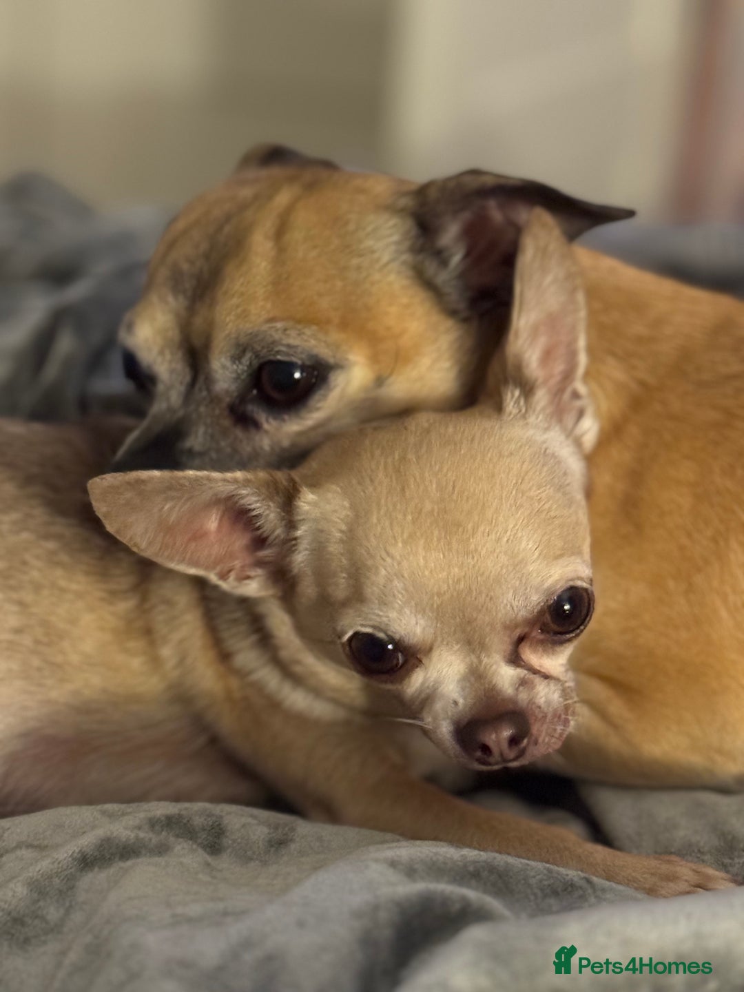Chihuahua dogs for sale: Chihuahua puppies 8 weeks old  - Image 11