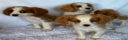 Cavalier King Charles Spaniel dogs for sale: Beautiful King Charles puppys in Stafford - Advert 17