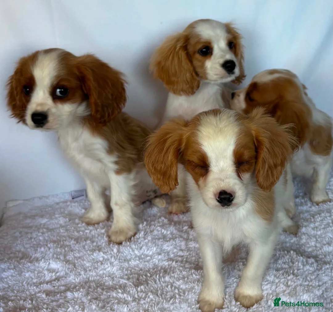Cavalier King Charles Spaniel dogs for sale: Beautiful King Charles puppys in Stafford - Advert 17