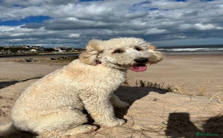 Goldendoodle dogs - Advert 1