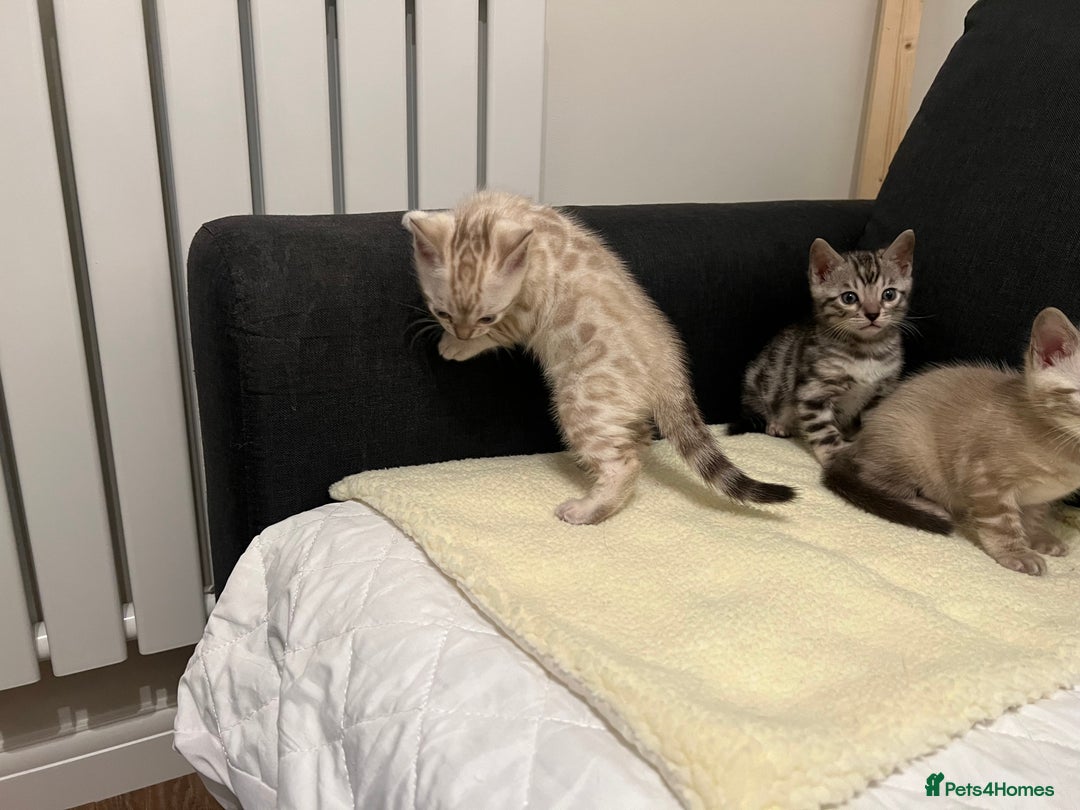 Bengal cats for sale: 🐾 TICA Registered Bengal Kittens  - Advert 12