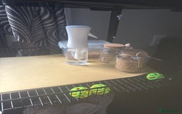 Budgerigars birds for sale: Buggies for sale - Advert 3