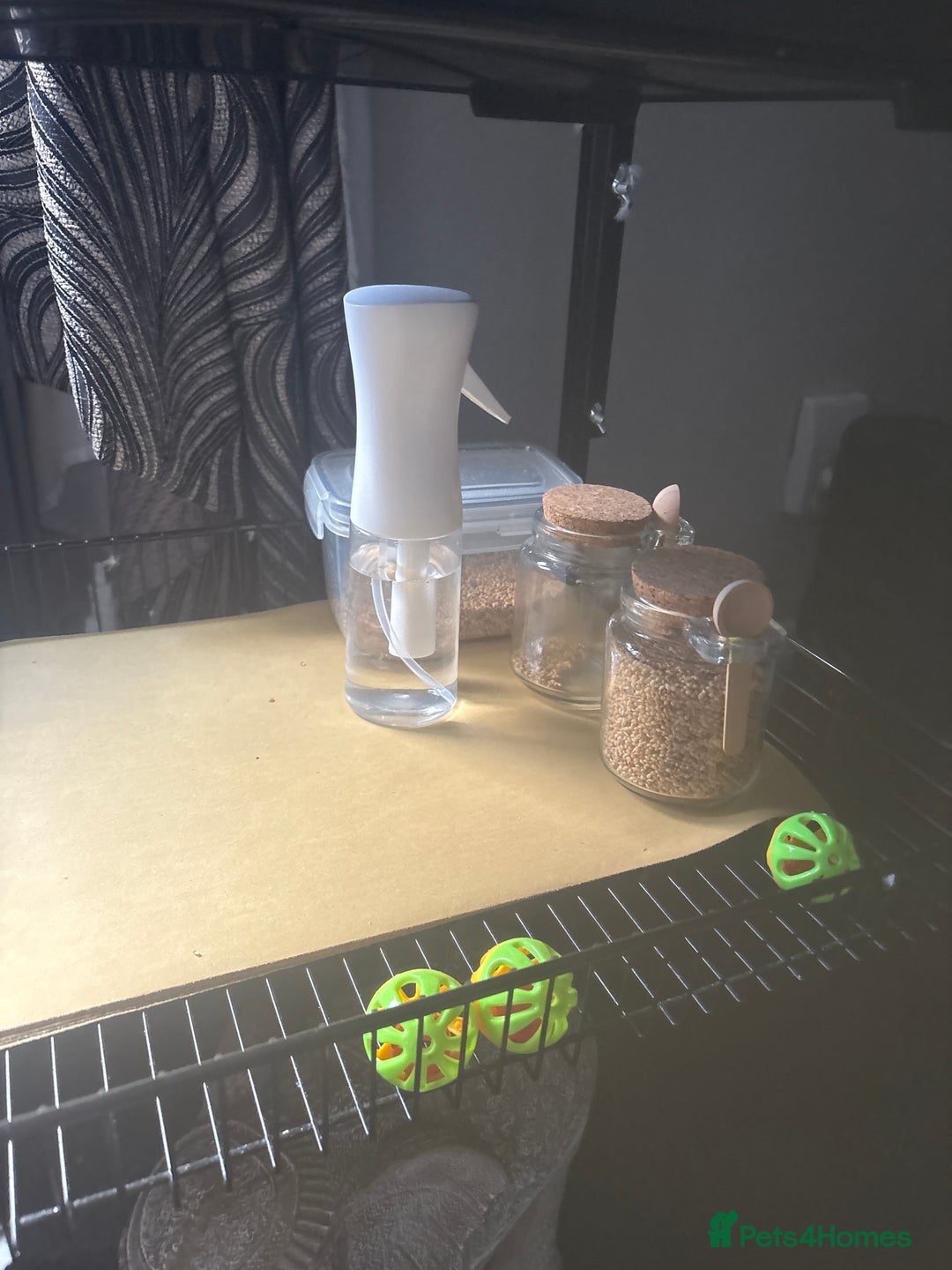 Budgerigars birds for sale: Buggies for sale - Advert 3