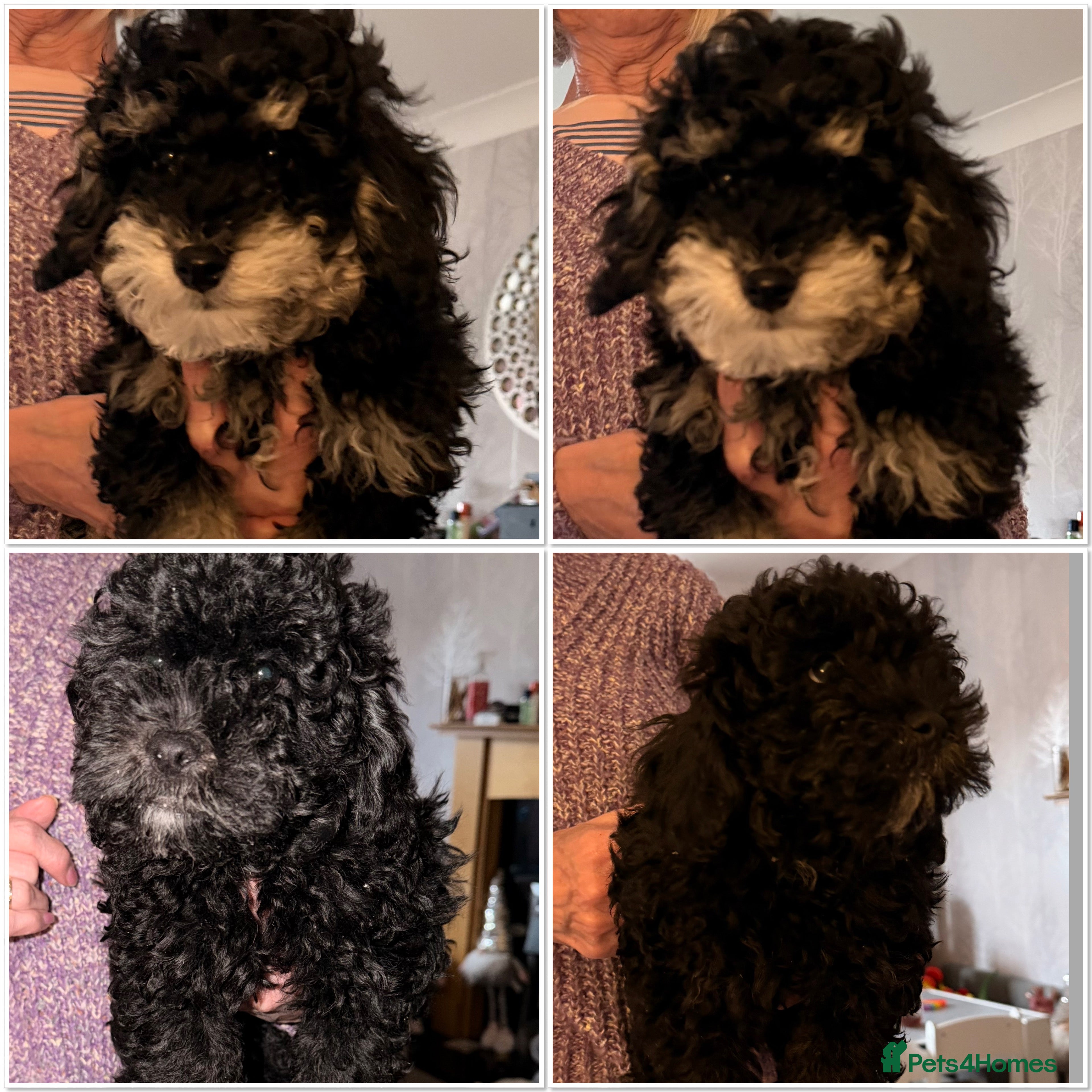 Poochon dogs Gorgeous Poochon puppies 2  boys left  - Advert 3