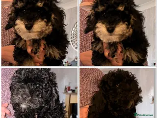 Poochon dogs Gorgeous Poochon puppies 2 boys left - Advert 3