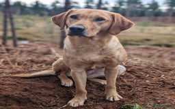 Mixed Breed dogs for sale: Whippet X Labrador Pups ~ Lurchers - Image 7