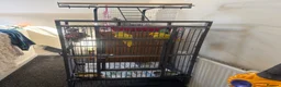 Parakeets birds for sale: Ring nack in Luton - Advert 2