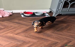 Dachshund dogs for sale: Dachshund - Image 1