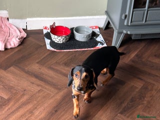 Dachshund dogs for sale - Advert 1