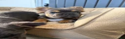 French Bulldog dogs for sale: Fluffy French Bulldog Puppies  - Advert 18