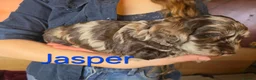 Labradoodle dogs for sale: Gorgeous Miniature Labradoodles - Advert 18